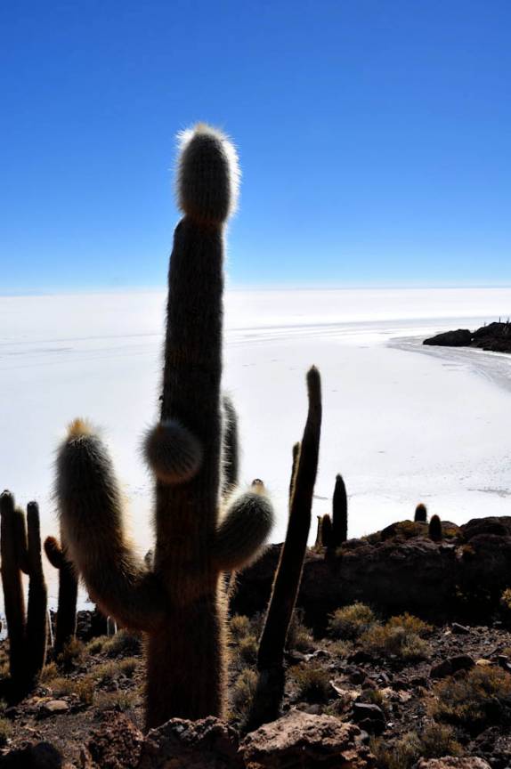 A Isla Incahuasi, no Salar de Uyuni, na Bolívia